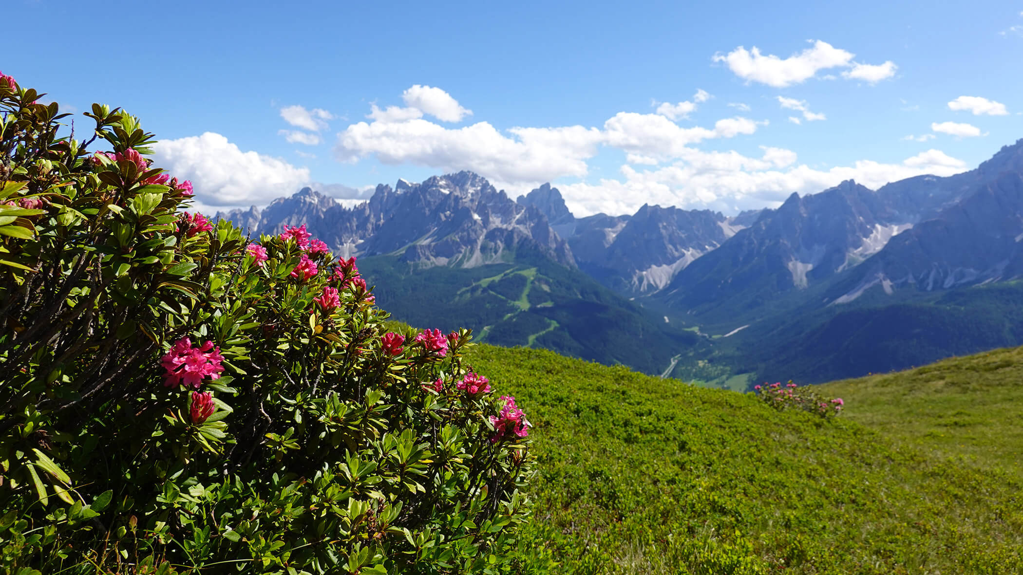 Rosa Blumen auf einem grünen Hügel mit zerklüfteten Bergspitzen und blauem Himmel im Hintergrund. - Garni Tschurtschenthaler